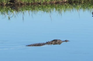 croco-kakadu