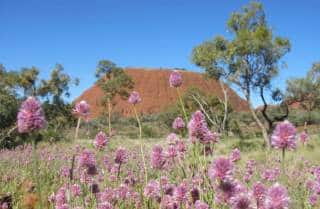 kata-tjuta2