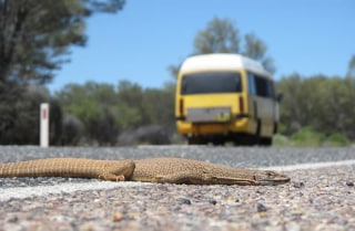 lezard-uluru