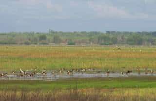 wetlands-kakadu