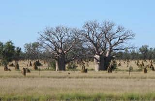 baobabs-de-derby