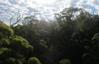 tree-top-walk-pemberton